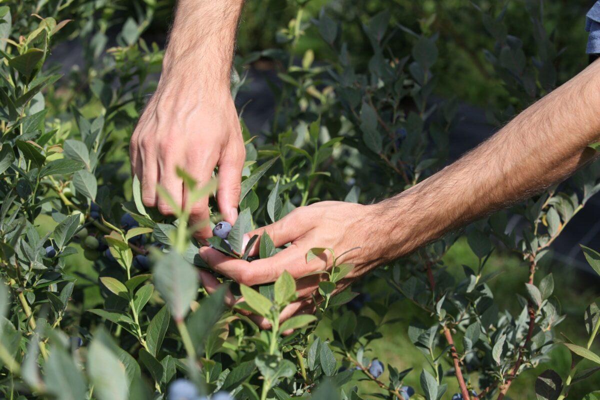 Producteur de myrtilles écoresponsable