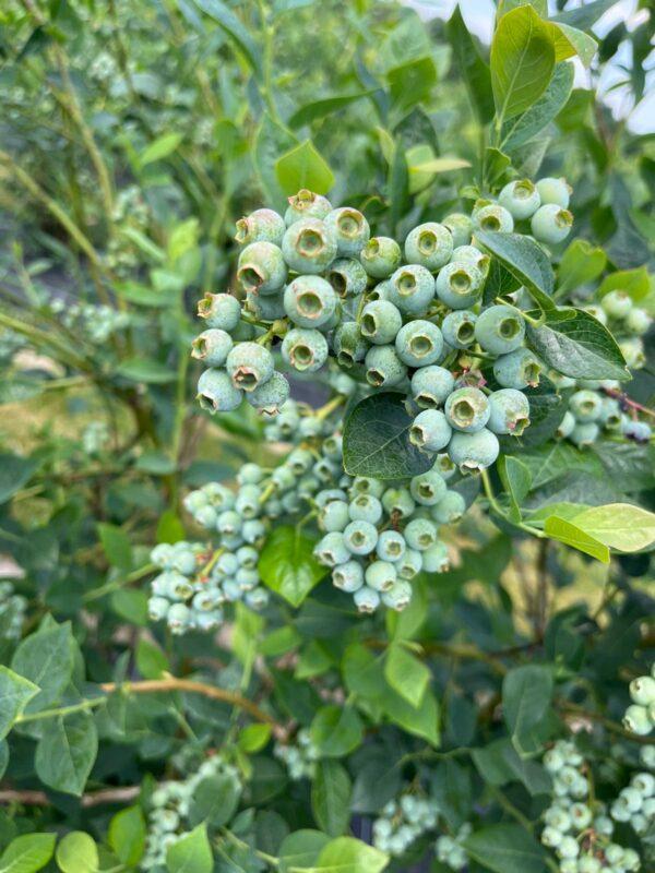 Grappe de myrtilles vertes dans les vergers de Myrtille de Sologne