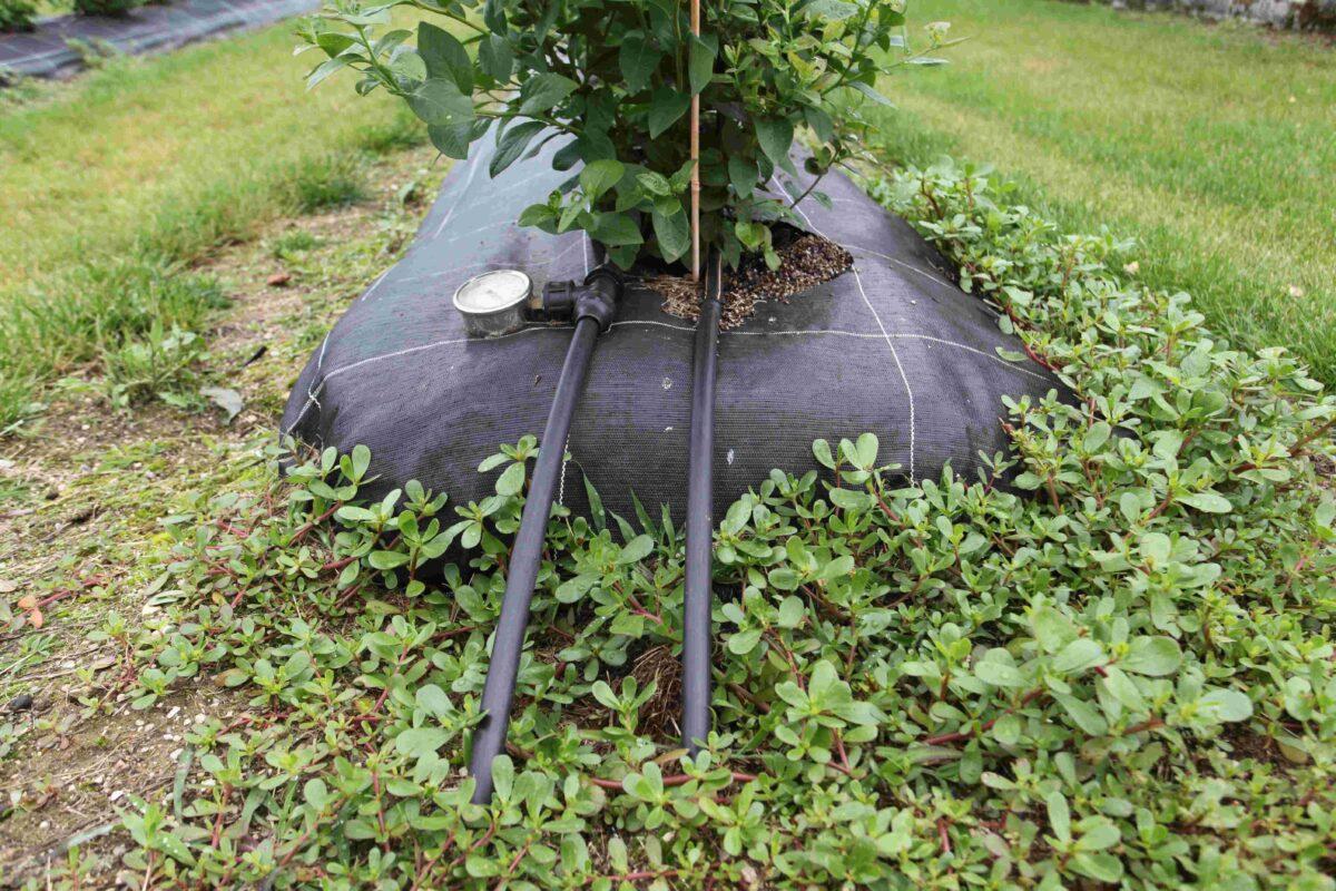 Toile de paillage et arrosage en goutte-àgoutte
