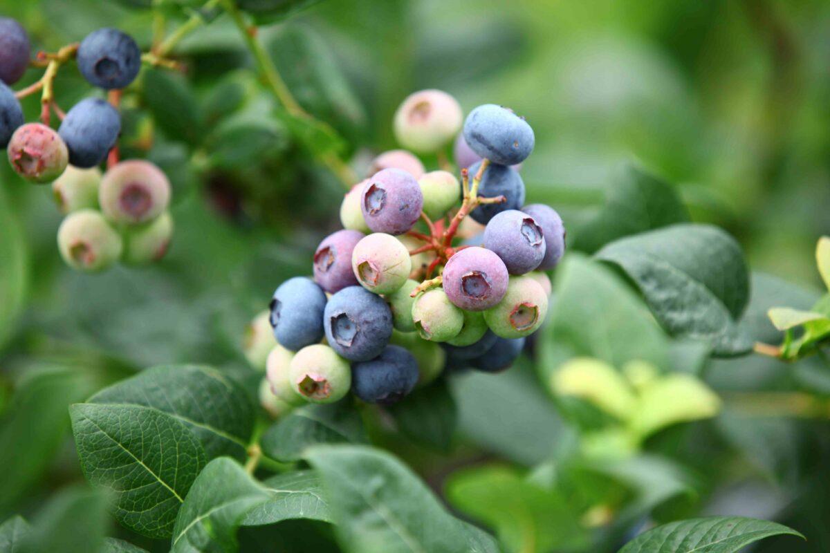 Grappe de myrtilles, période de la véraison