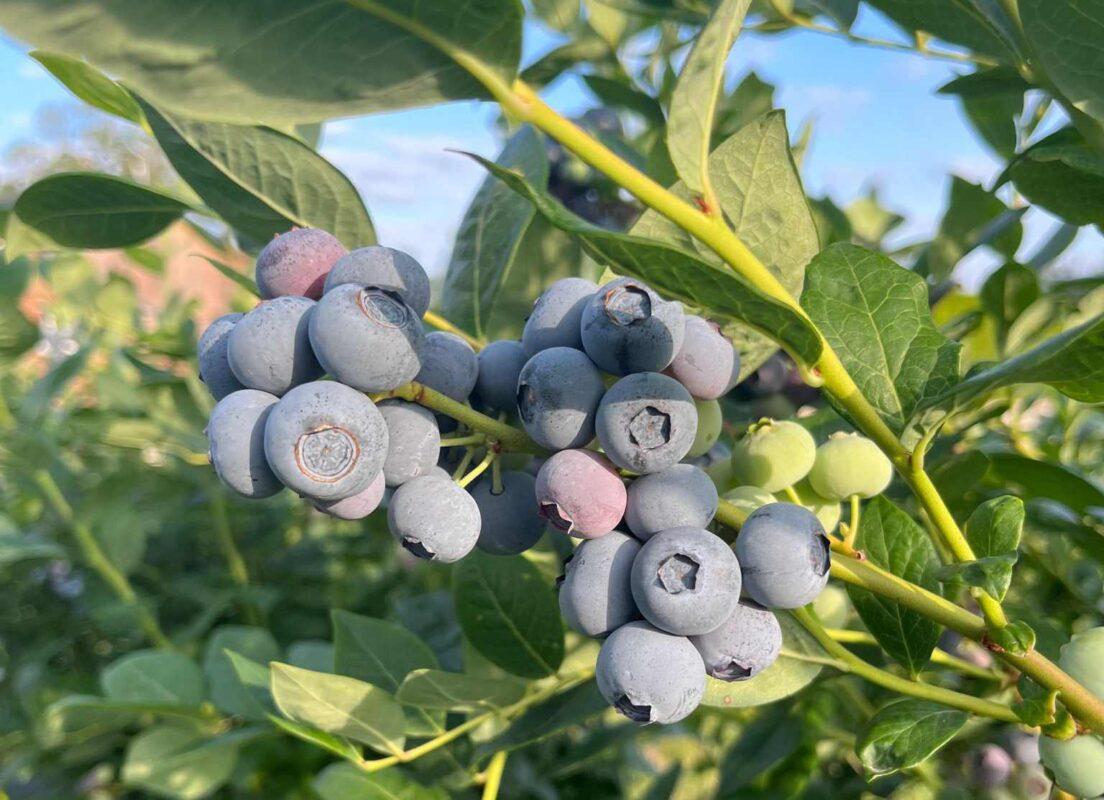 La myrtille, un fruit riche en polyphénols