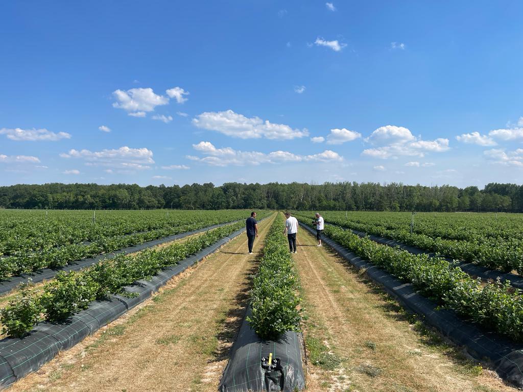 reportage TF1 dans le verger de Myrtille de Sologne