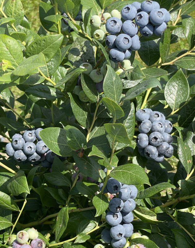 grappes de myrtilles