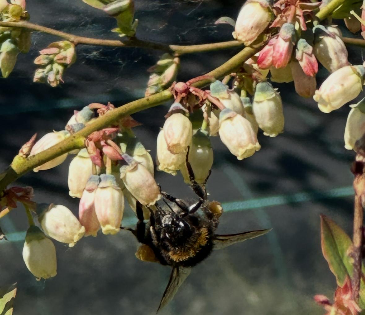 Nouaison naturelle et pollinisation par un bourdon