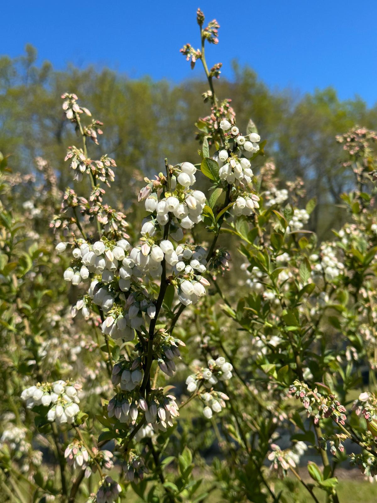 Myrtillier en fleur