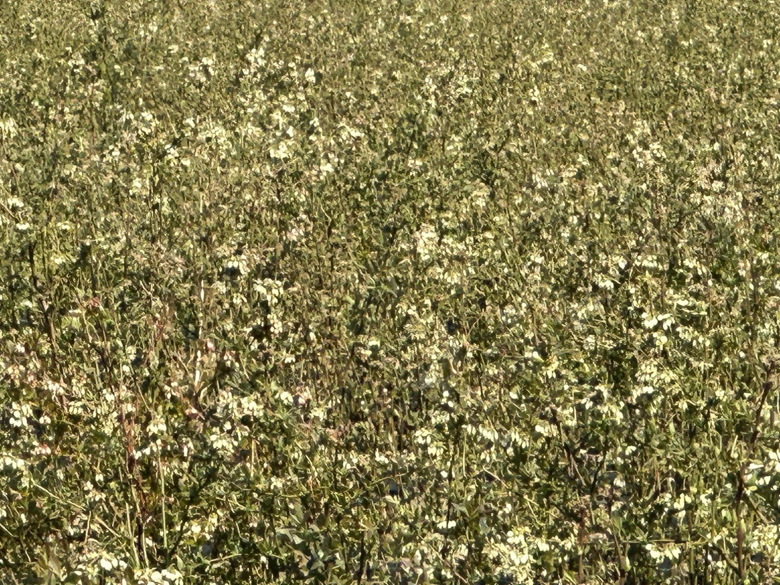 Floraison des myrtilles