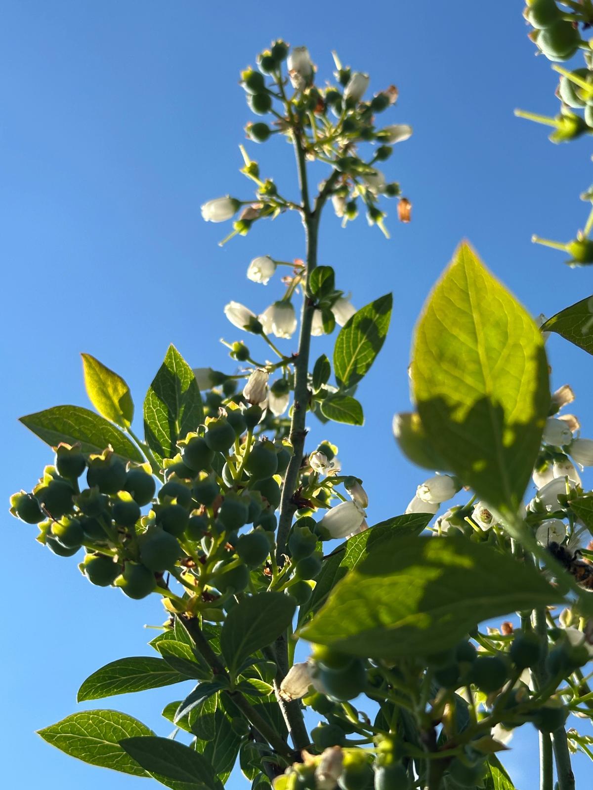 Nouaison : les fruits commencent à se former