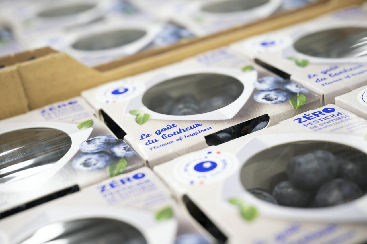 Barquette de Myrtille de Sologne cultivée sans pesticides. Un fruit en plein essor mondial