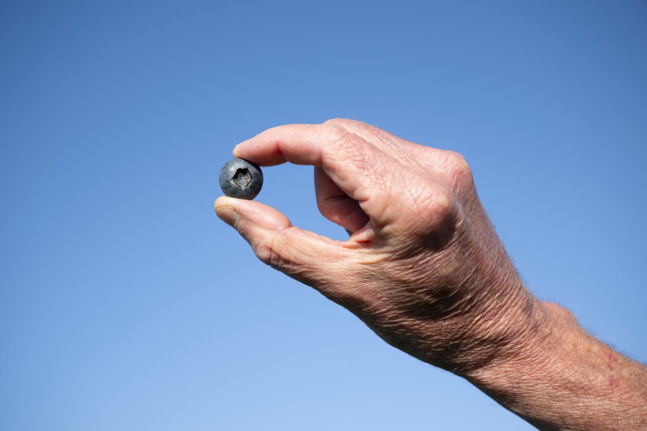 Main tenant une myrtille