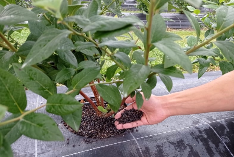 Fertilisants organiques