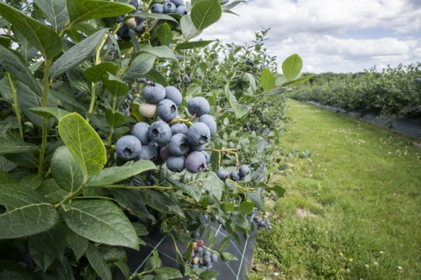 Des fruits sains
