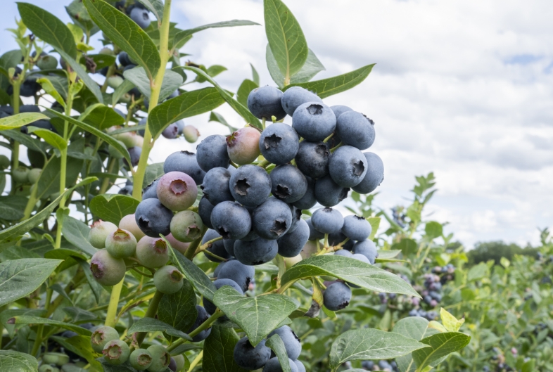 Des fruits sains
