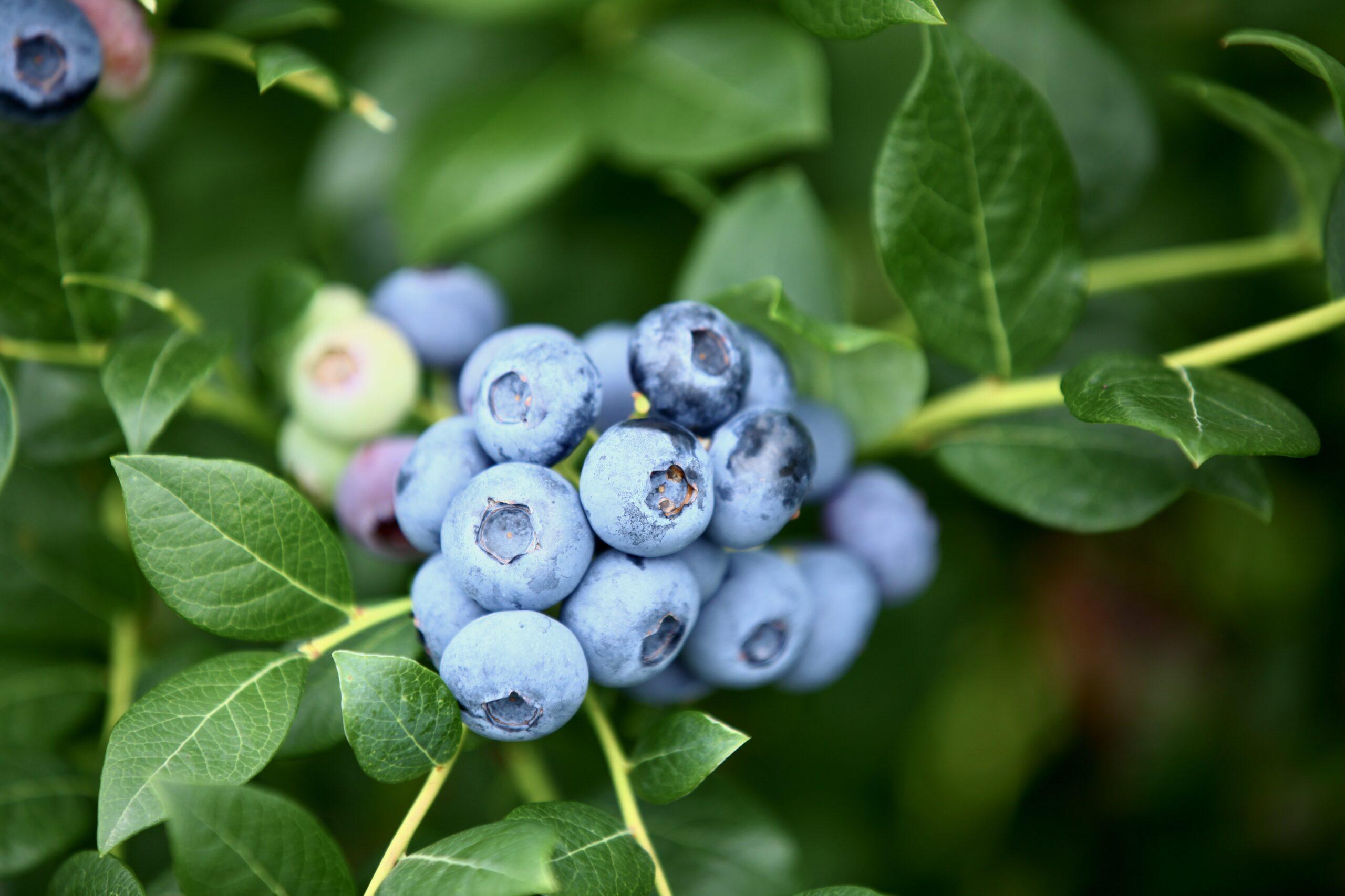 Myrtilles zéro résidu de pesticides : comment produisons-nous nos fruits ?