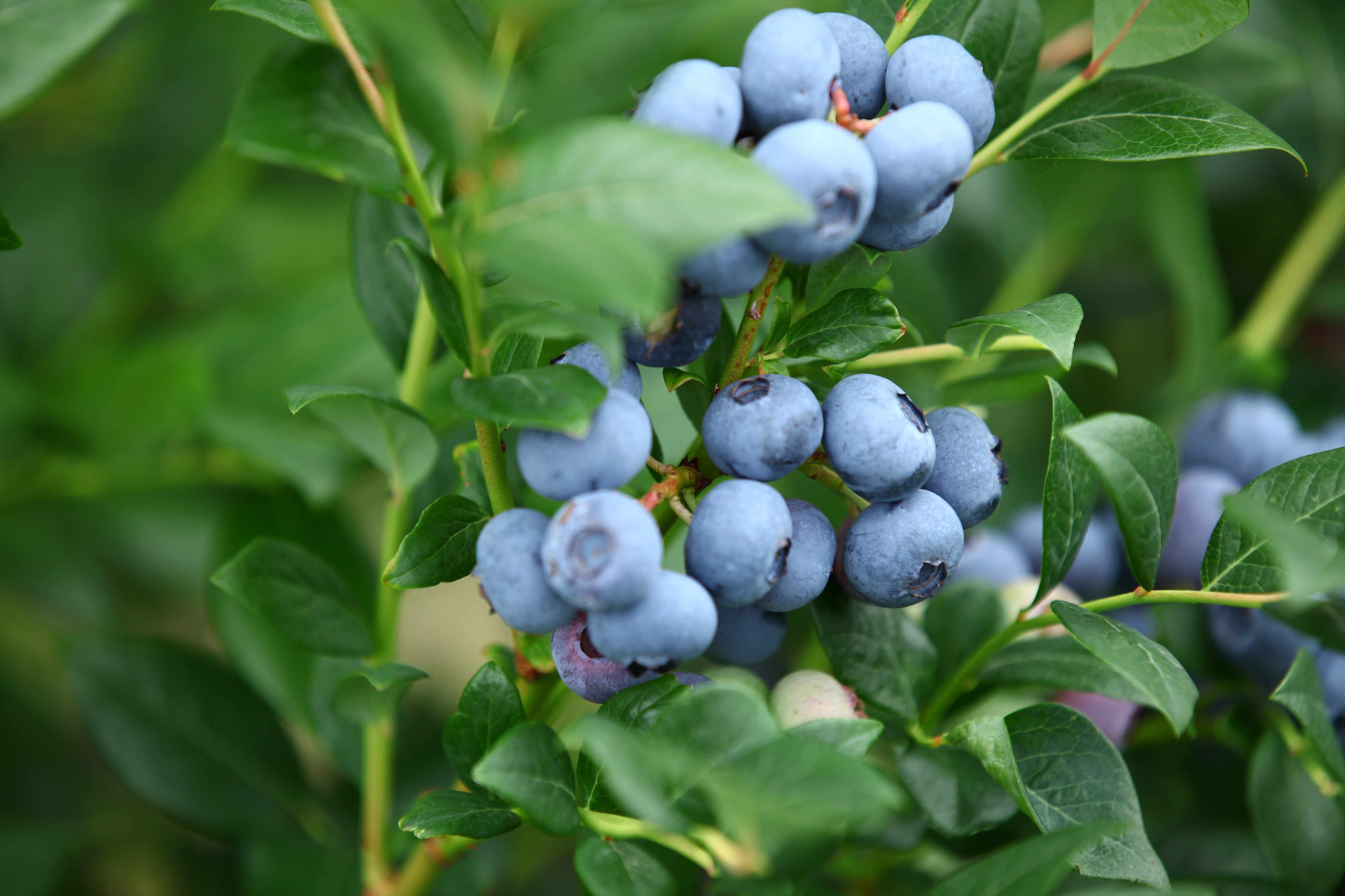 Grappe de myrtilles