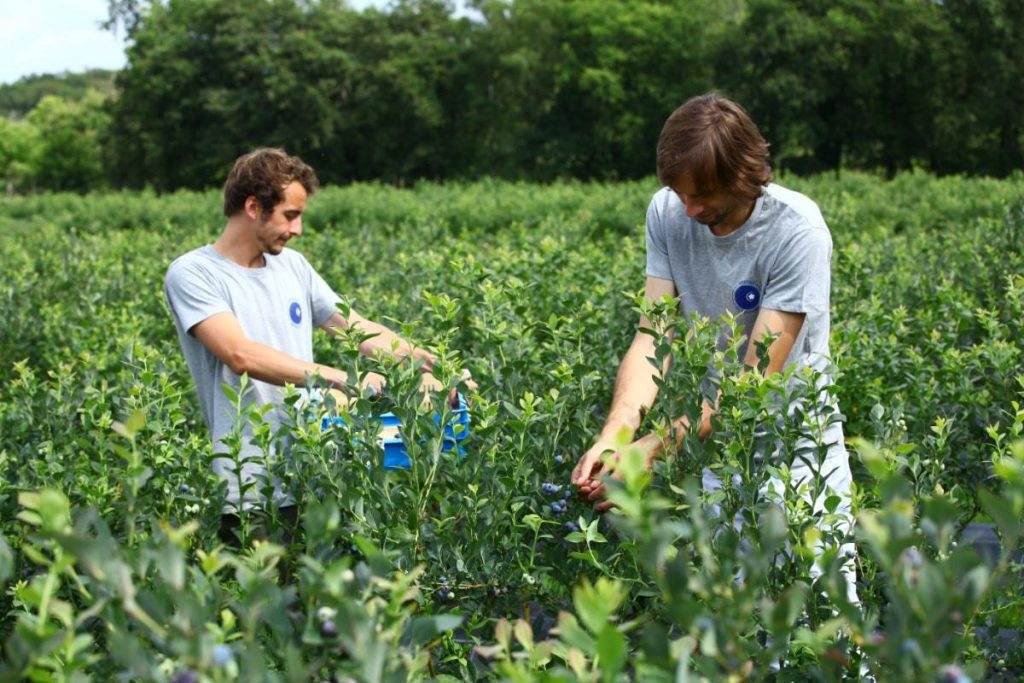 cueillette chez un producteur français de myrtille