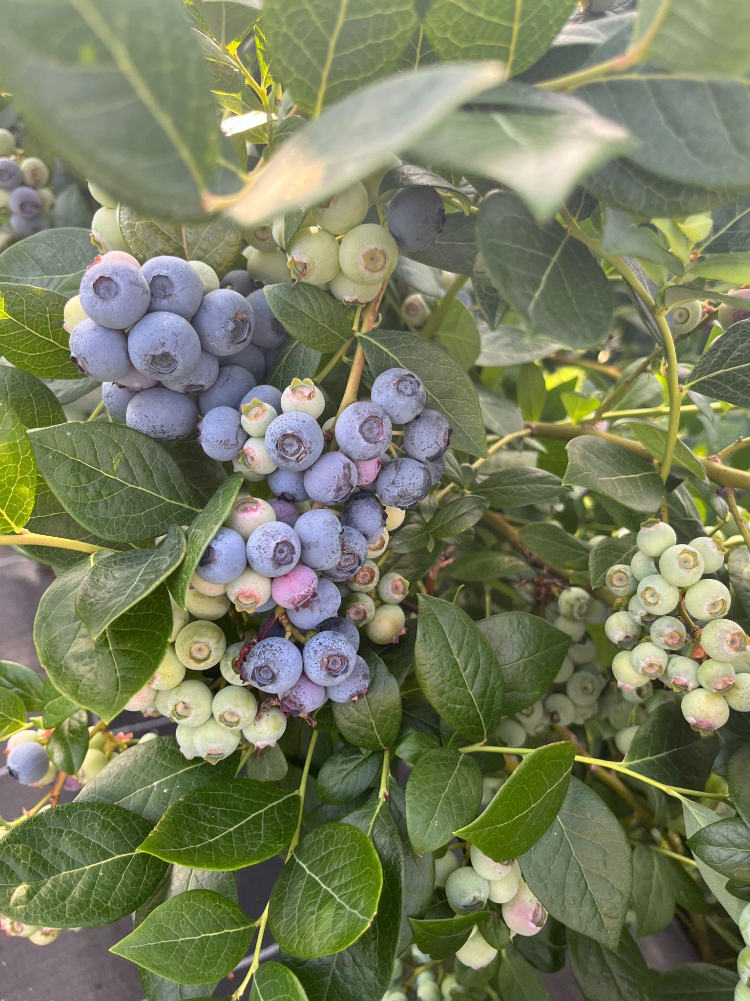 Myrtille française : M6 chez Myrtille de Sologne