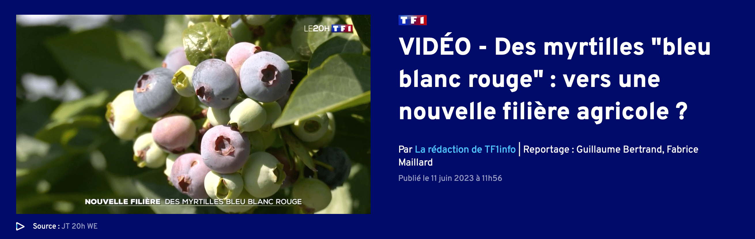 TF1 dans nos vergers de myrtilles