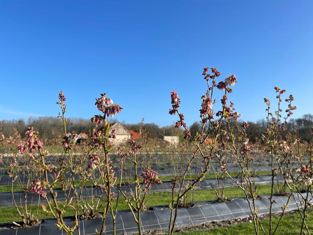 La floraison des myrtilles, une étape cruciale