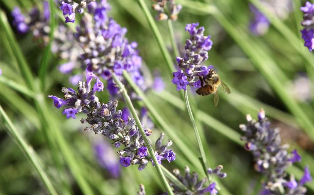 Myrtilles zéro résidu de pesticides : on vous le prouve !
