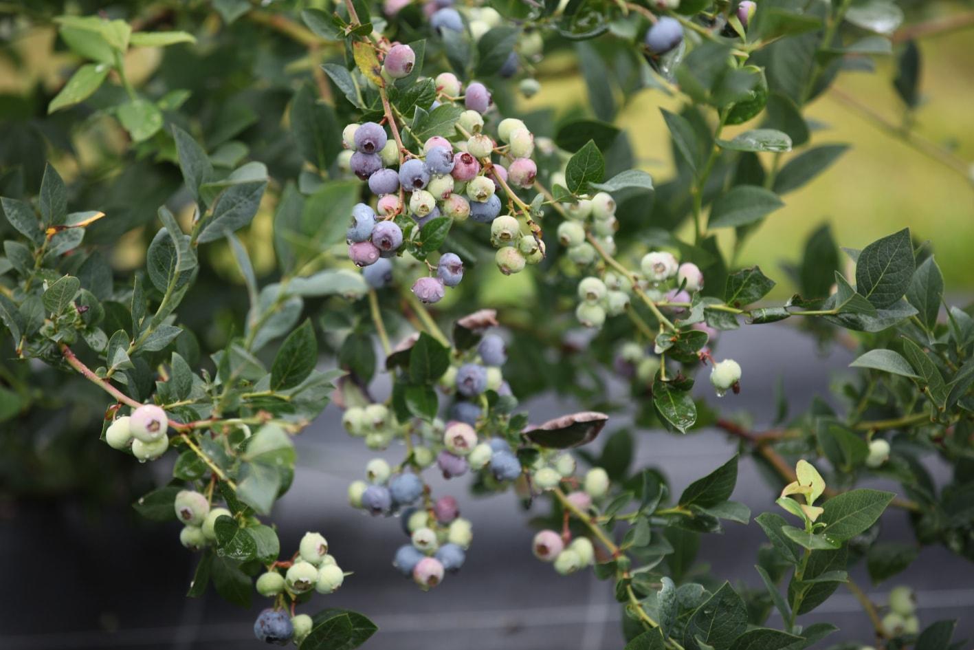 Grappes de Myrtille zéro résidu de pesticides