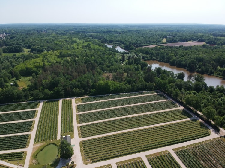 Vue aérienne des vergers en agriculture fusionnelle