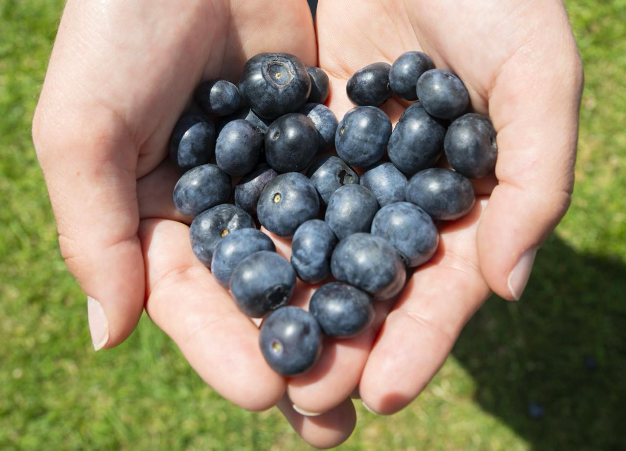 5 recettes simples et savoureuses à base de myrtilles