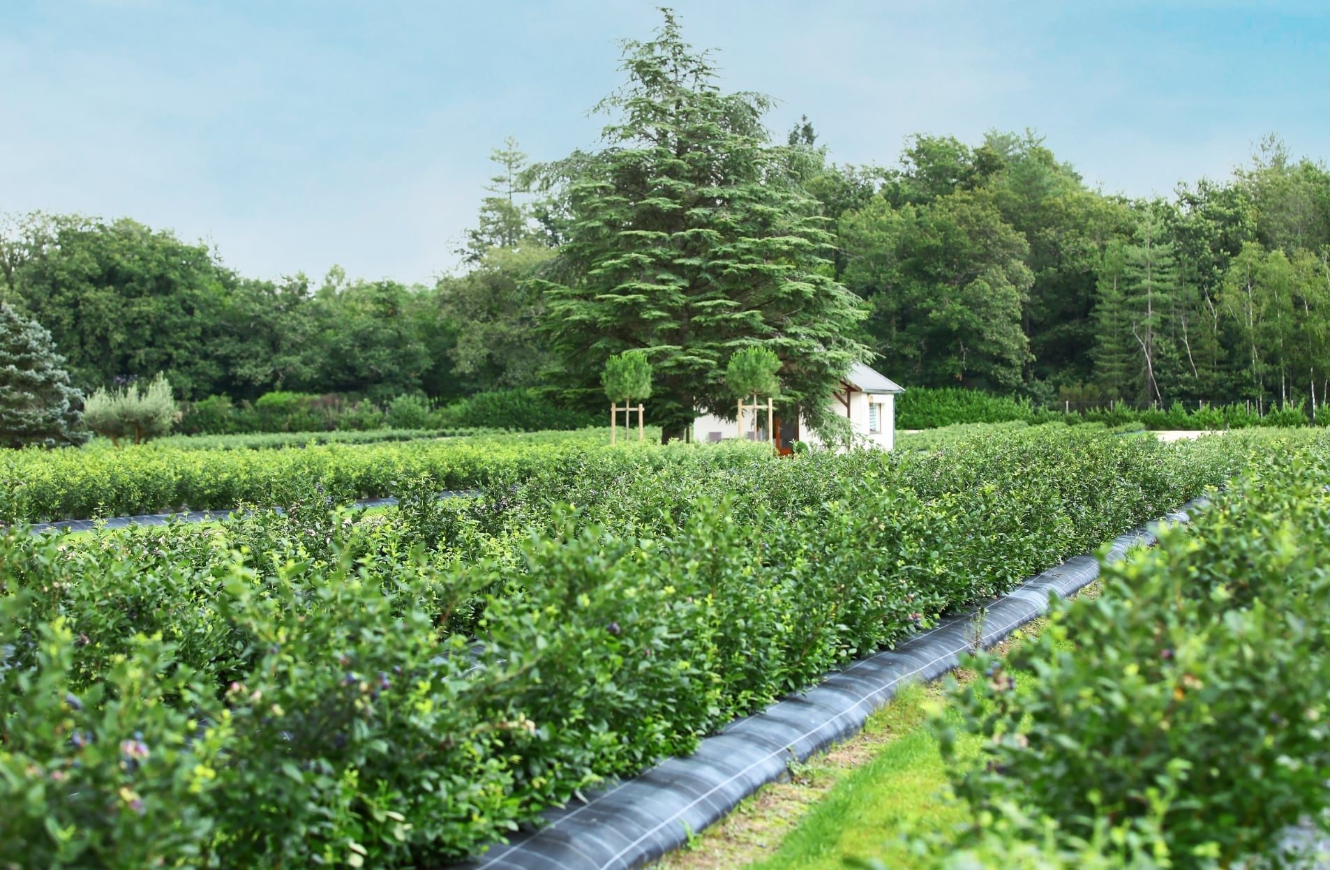myrtilles cultivées en agriculture raisonnée