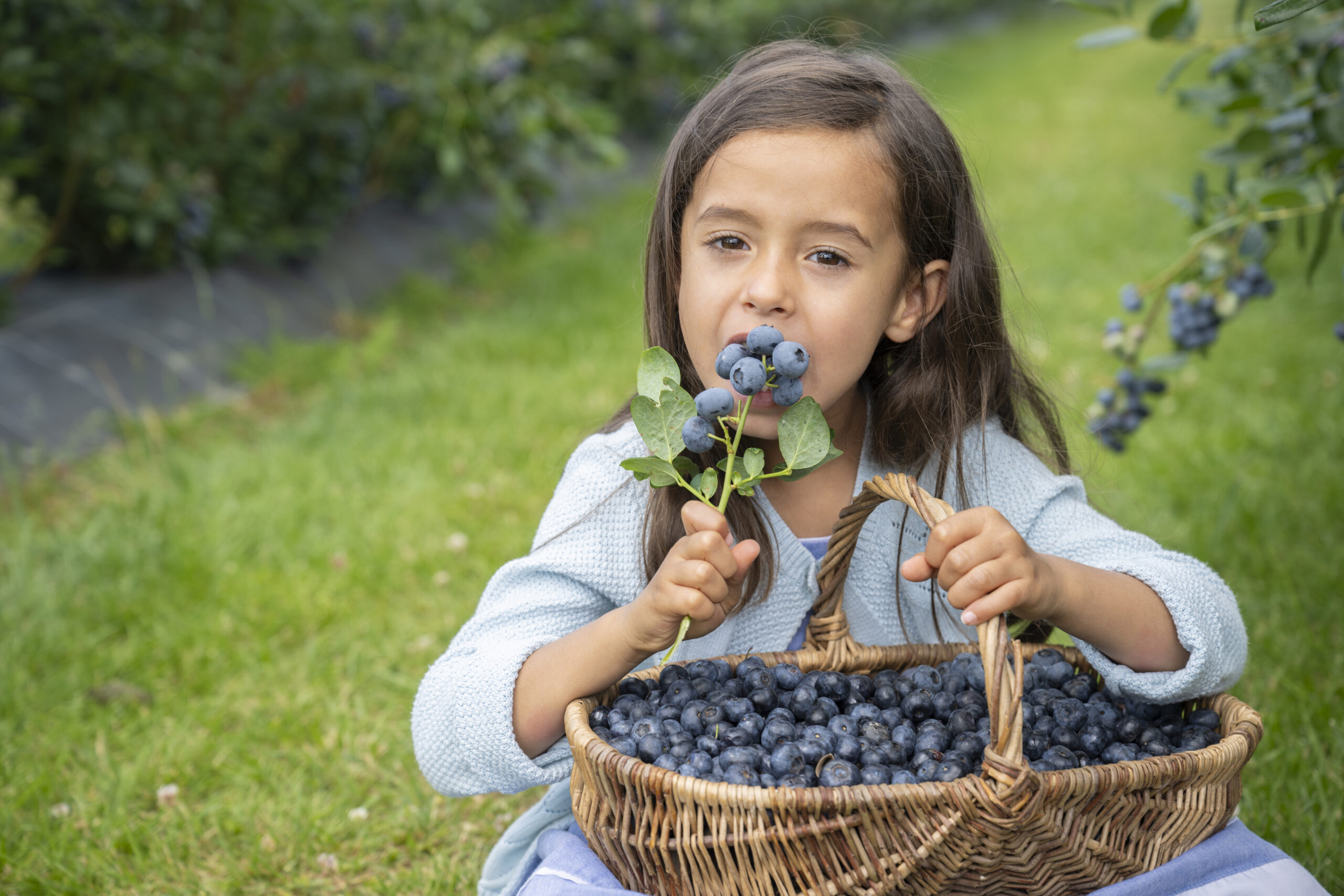 exploitation de myrtilles cultivées en France