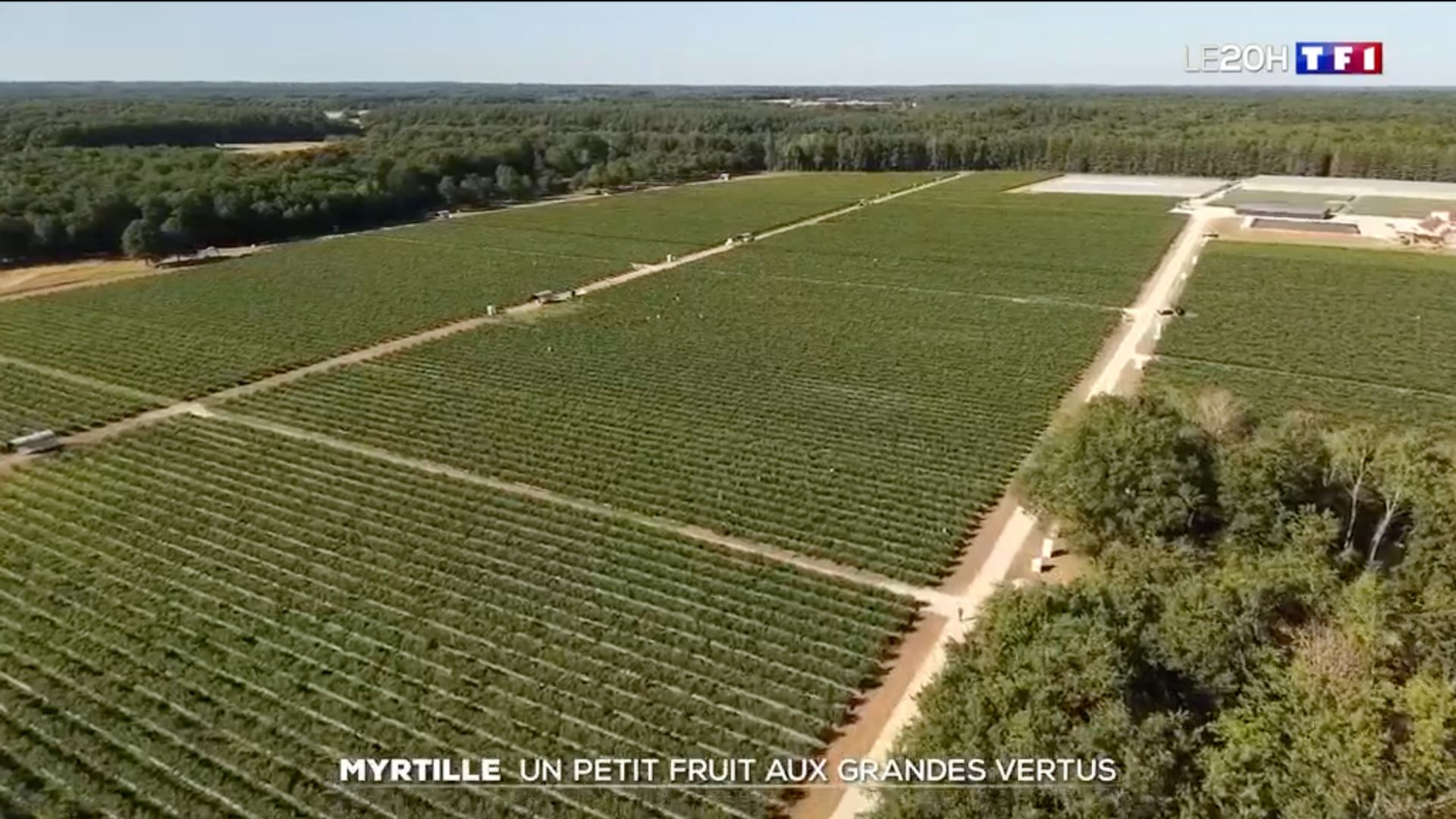 Myrtille de Sologne au JT de TF1
