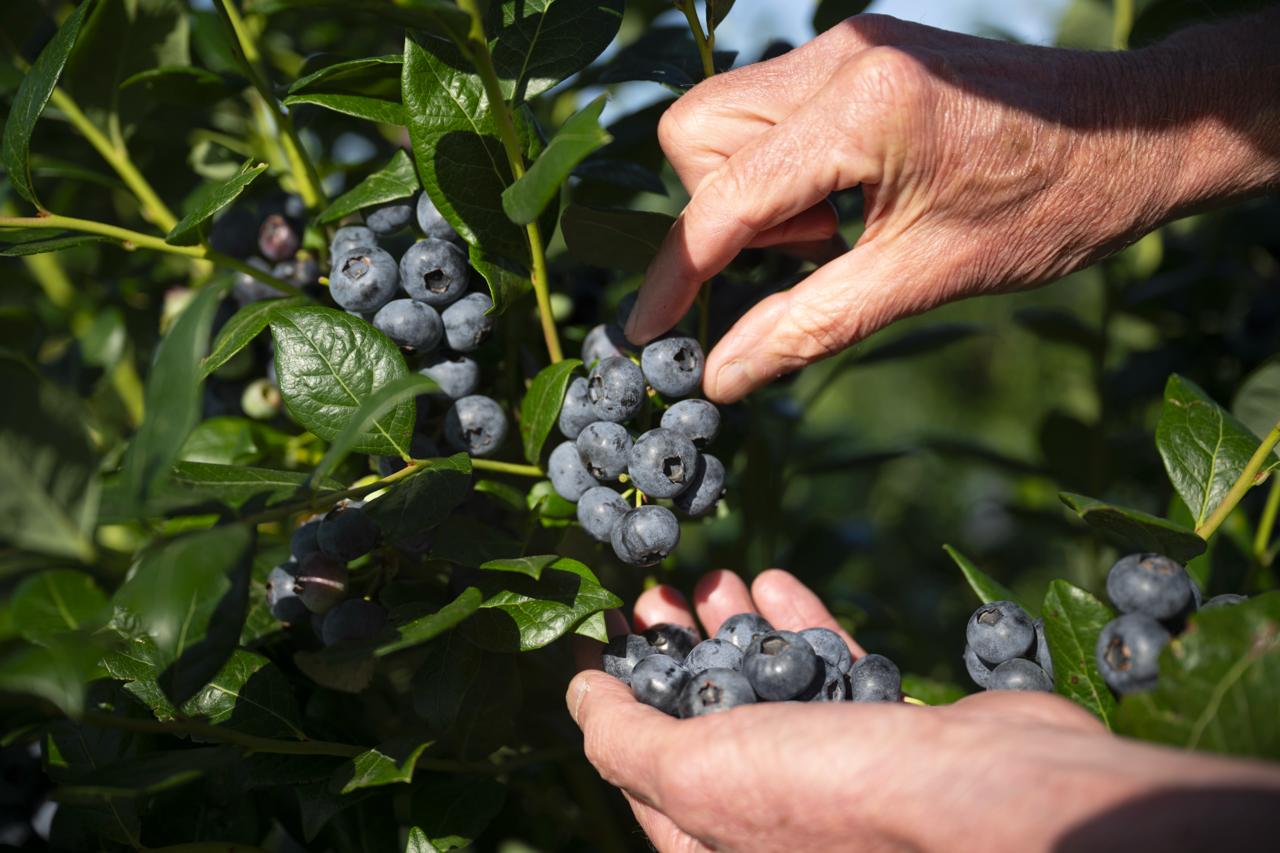 La pruine sur les myrtilles : ce voile naturel qui protège le fruit