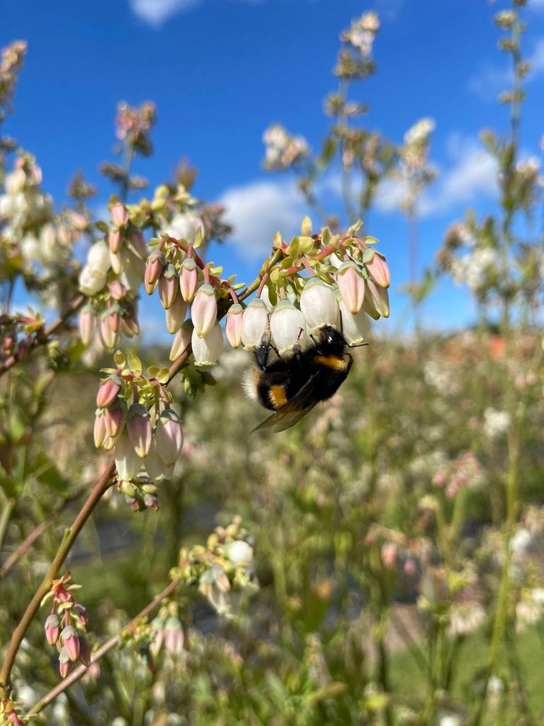 Bourdons pour une pollinisation naturelle des myrtilliers