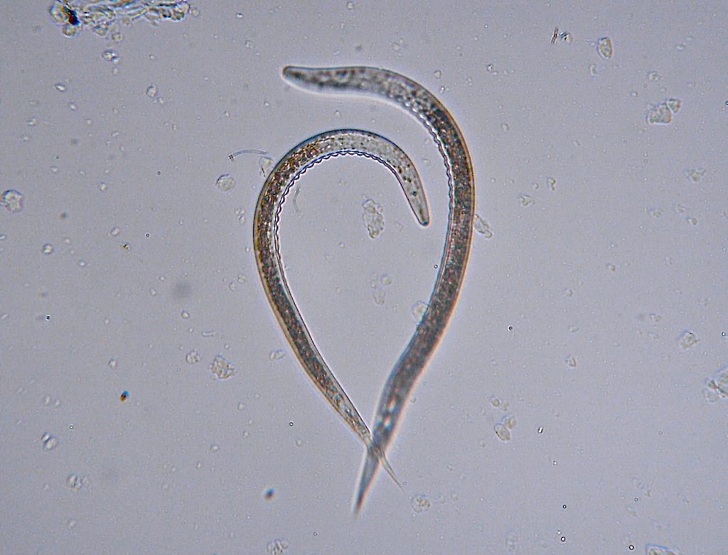 nématodes pour lutte intégrée
